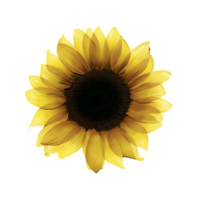 Olia Coloración Permanente #9,0 Rubio Muy Claro 4 pz de Imedia