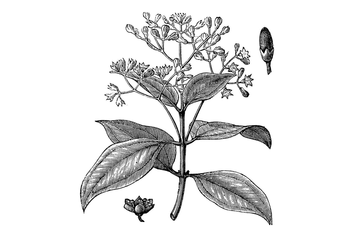 Zimt Ätherisches Öl - imagen 2 de 2