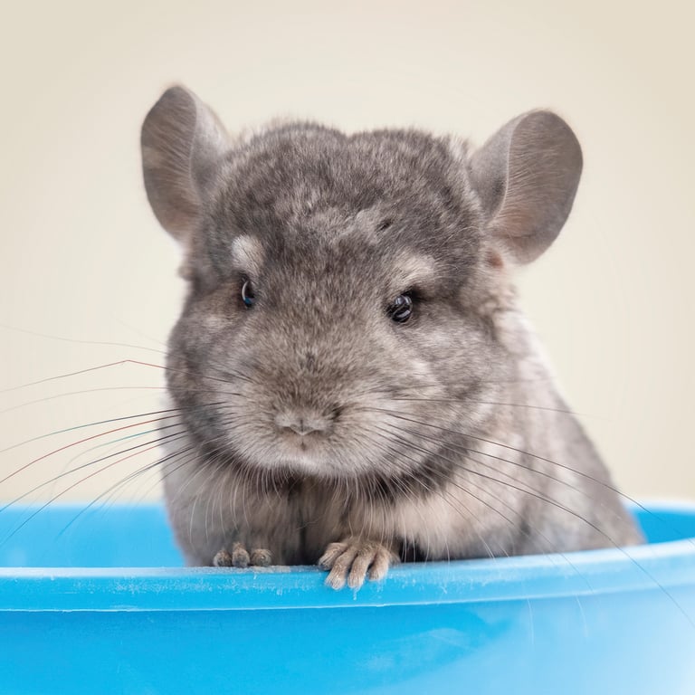 XtraVital Arena De Baño Para Chinchilla 2 L de Beaphar - imagen 5 de 5