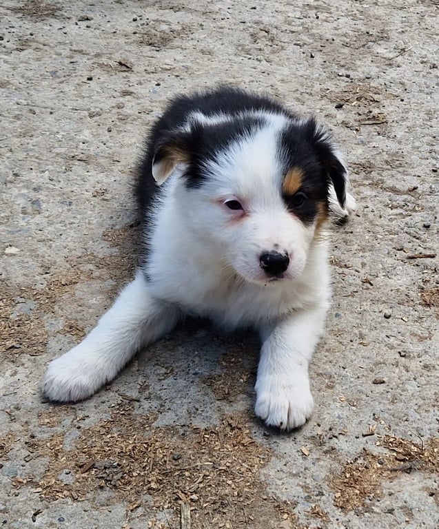 Spray Elimina Macchie Lacrimali Cani - imagen 5 de 15