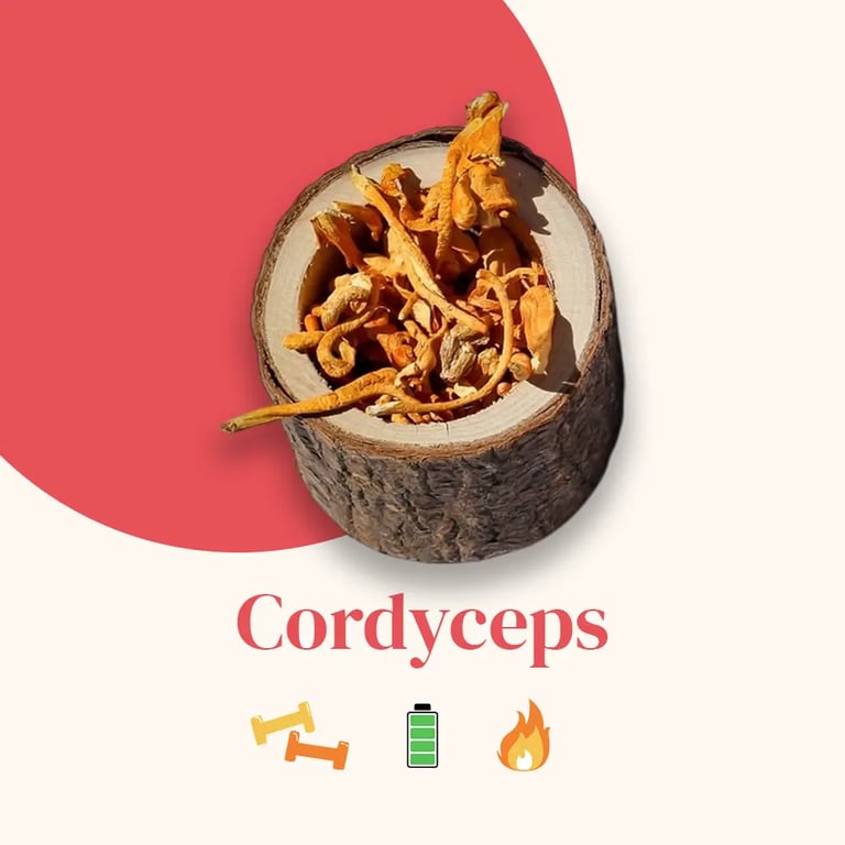 Extraits de Cordyceps Bio - imagen 4 de 6