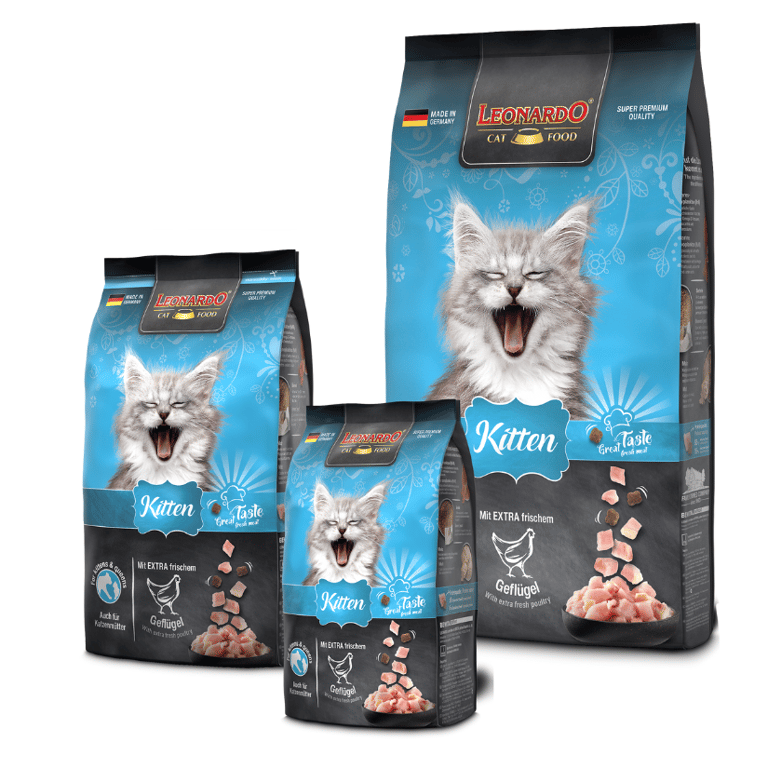 Kitten - imagen 3 de 3