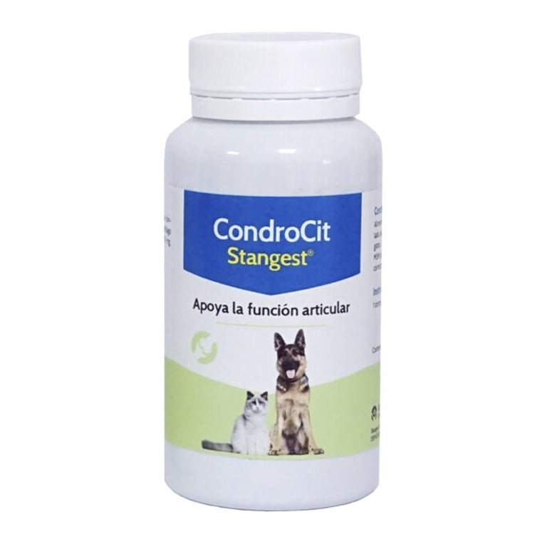 Condrocit