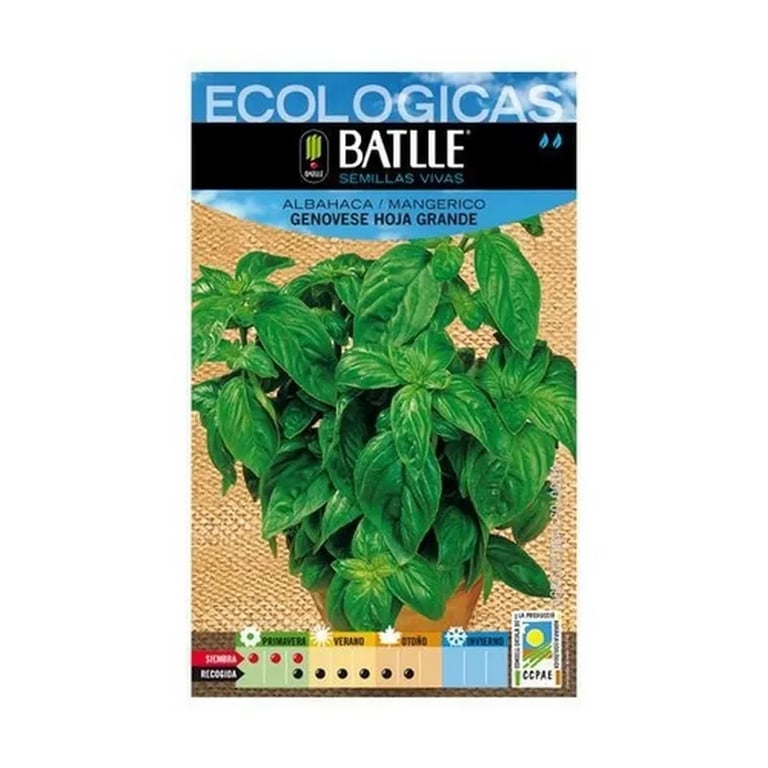 Semillas Albahaca Genovese Hoja Grande