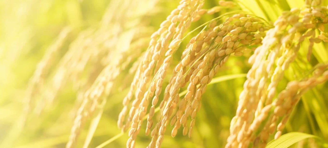 Espirales Tricolor De Arroz Eco  de NATURATA