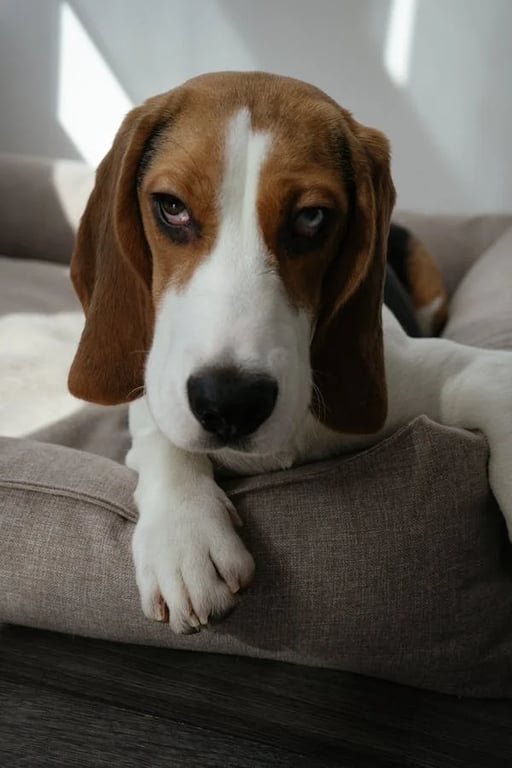 Dog Hypoalergênico com Javali - imagen 3 de 6