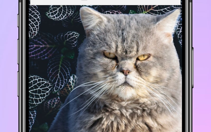 BG App on iPhone screenshot 3