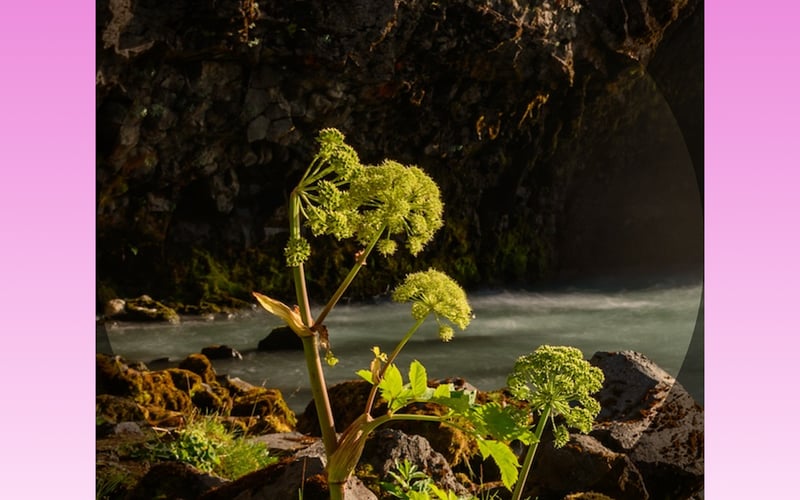 CrossPrism Nature screenshot 1