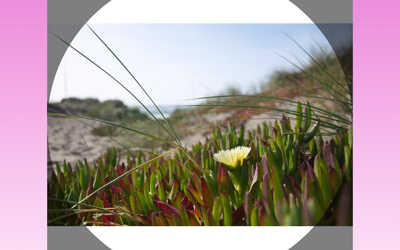 CrossPrism Nature screenshot 2