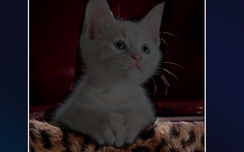 EditorAI screenshot 2