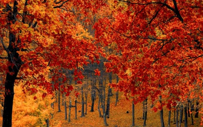 FreePhotos.cc screenshot 3