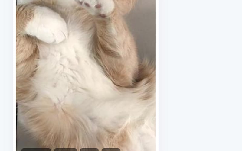 Influensly screenshot 3