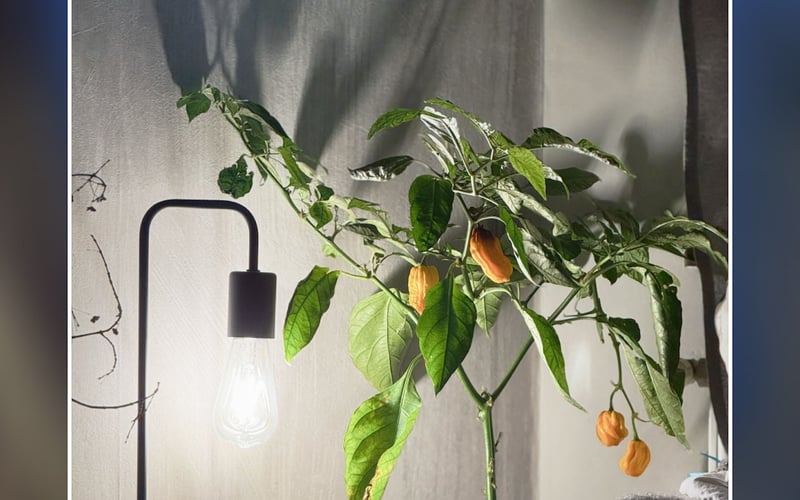 NeuralCam screenshot 3