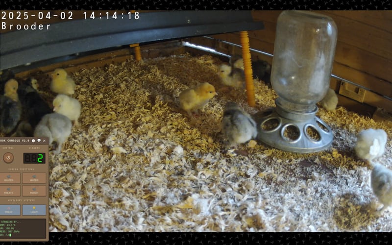 OnlyChicks.tv screenshot 1