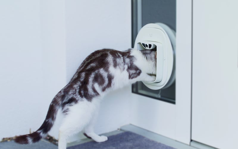 Pawly Door screenshot 1