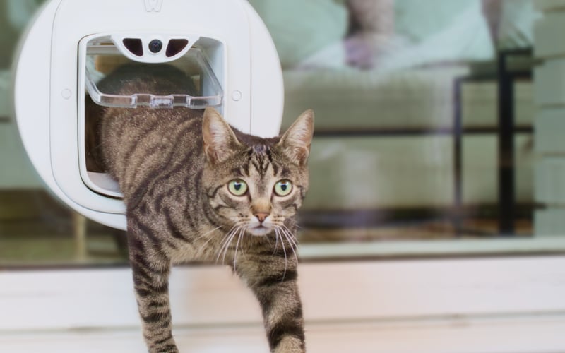 Pawly Door screenshot 2