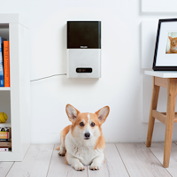 Petcube Bites + Petcube Play