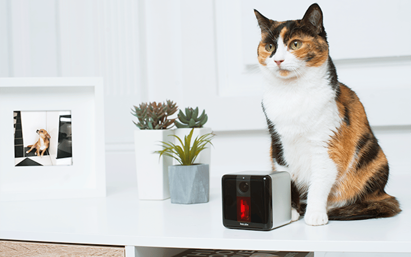 Petcube Bites + Petcube Play screenshot 2