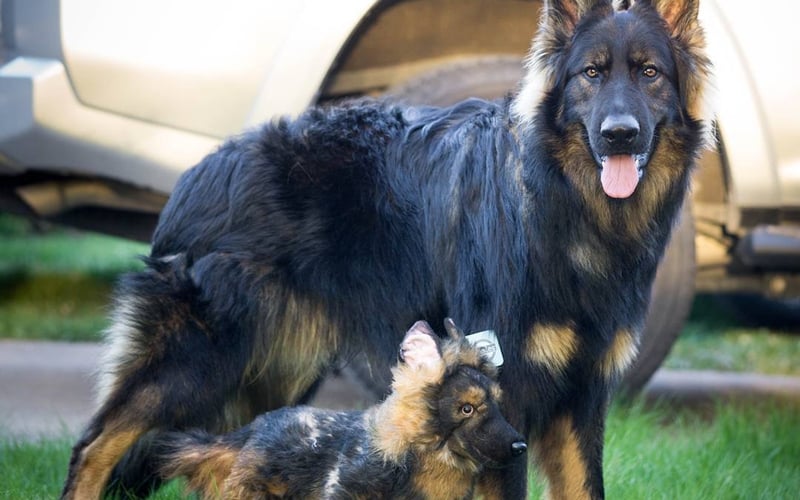 Petsies screenshot 1