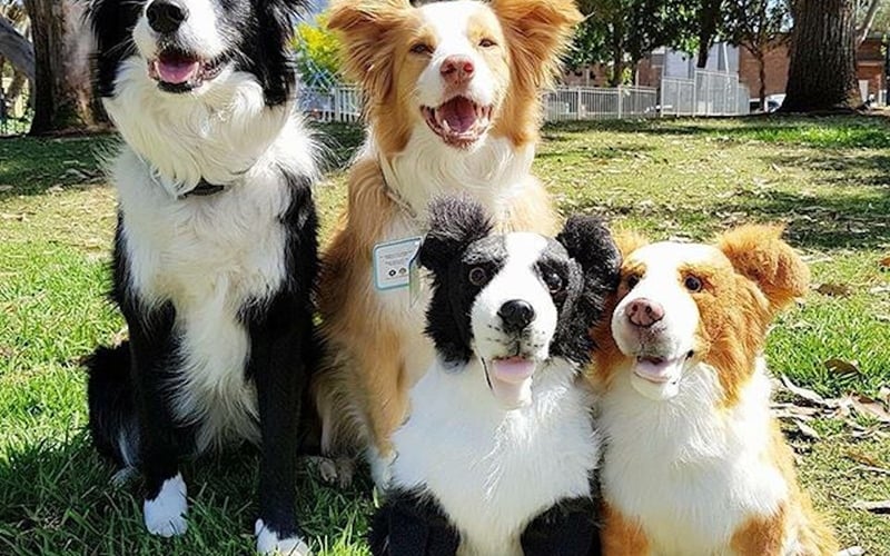 Petsies screenshot 2