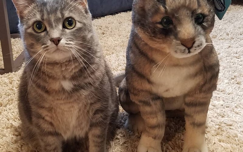 Petsies screenshot 3