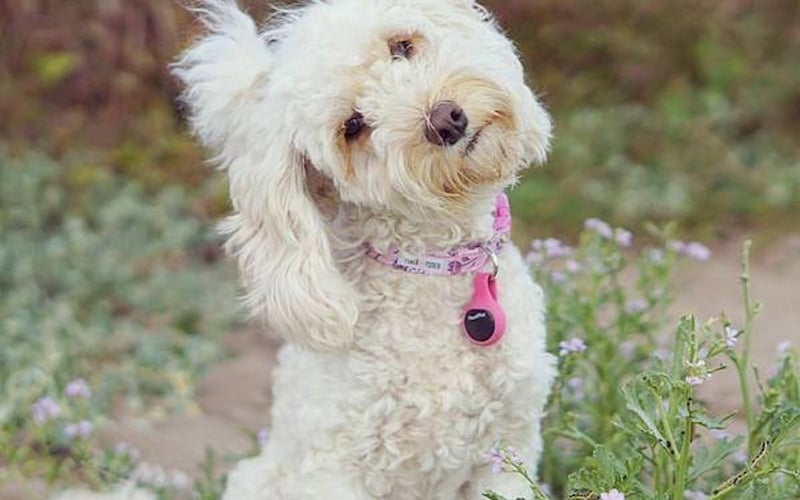 PoochPlay screenshot 1