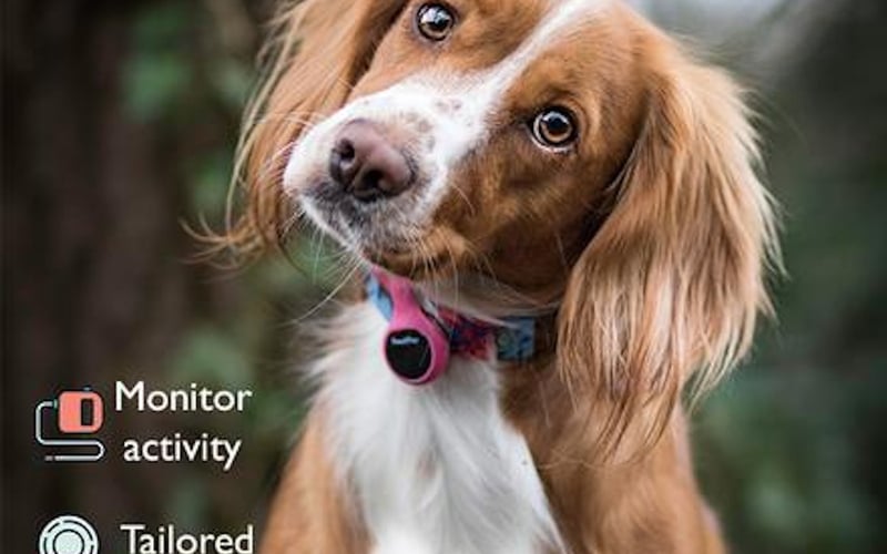 PoochPlay screenshot 3