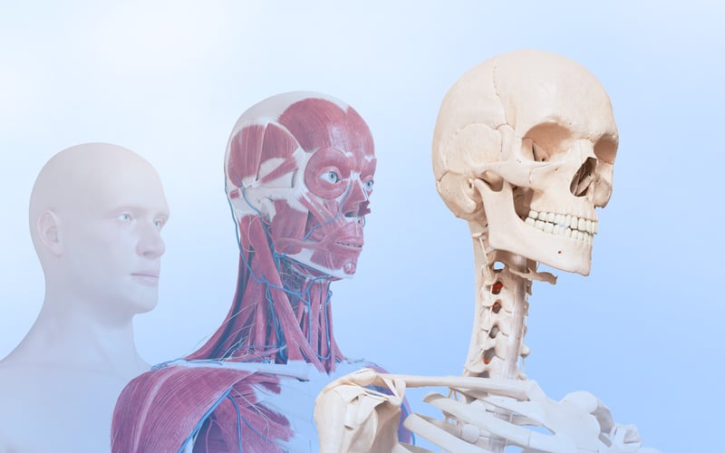 VOKA 3D Anatomy & Pathology screenshot 2