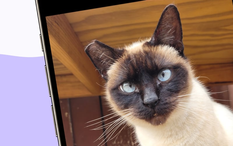 Whisker Tracker - Cat Facial Recognition screenshot 3