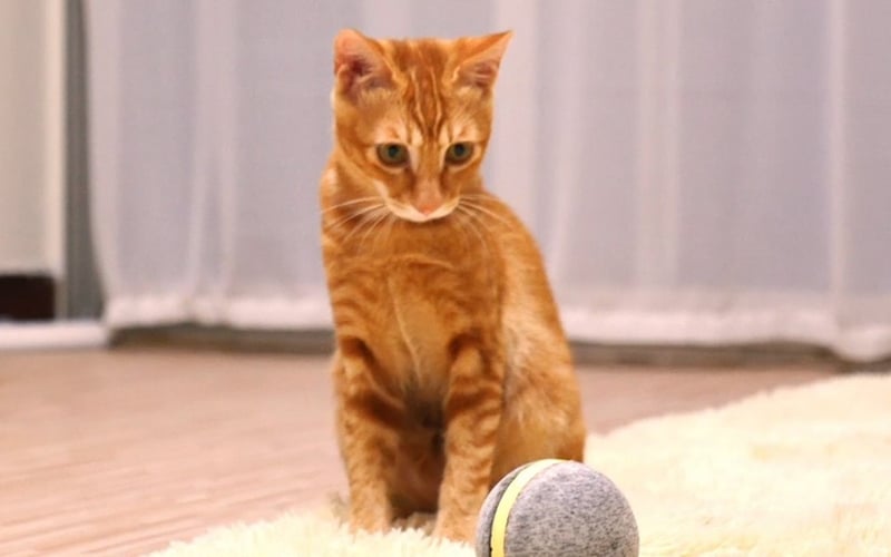 Wicked Ball screenshot 3