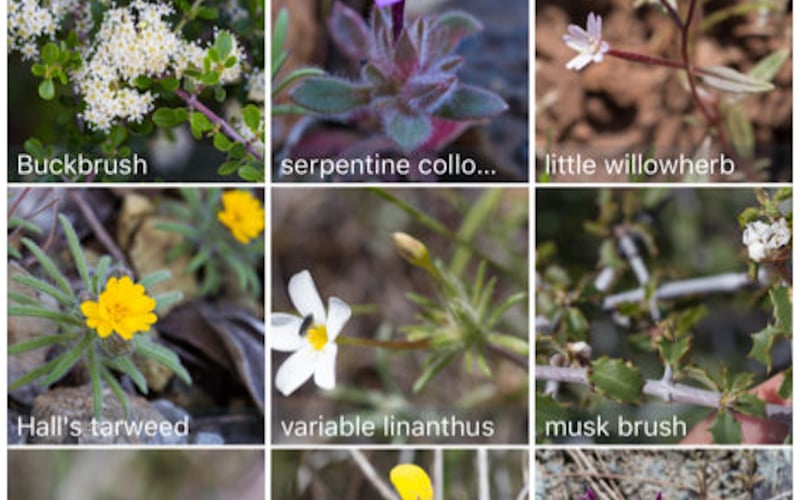 iNaturalist screenshot 2