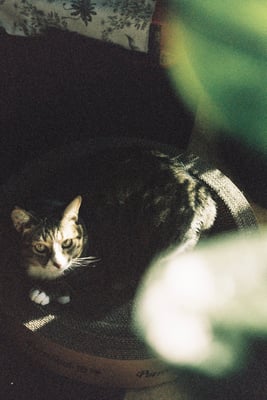 a tabby cat with white spots lying in a cardboard cat bed looking at the camera through leaves 