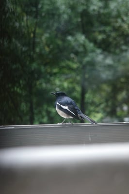 A small Asian magpie, no blue feathers, stands on a wooden plant against a blurry forest background 