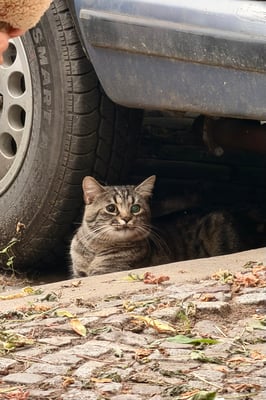 a cubby tabby kitten sitting under a car