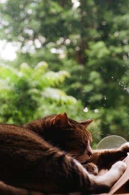 a cat sleeping on a window sill