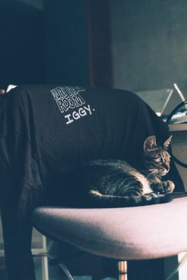 a tabby cat lying on a chair with a Iggy Pop tee on the back