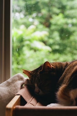 a cat sleeping on a window sill