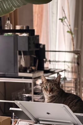 a tabby cat sitting on a table against a coffee station backdrop with big windows