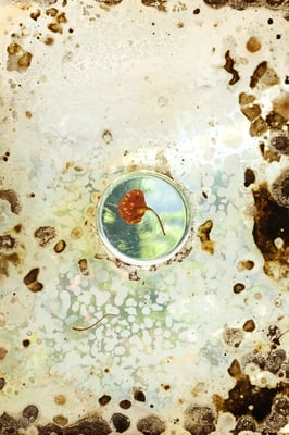 a leaf in a clear circle in the center of a glass pane covered in petri dish culture