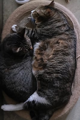 two cats lying on a cat bed very closely with one grooming another’s belly