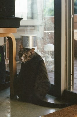 a cat sitting by a French window looking back towards the camera