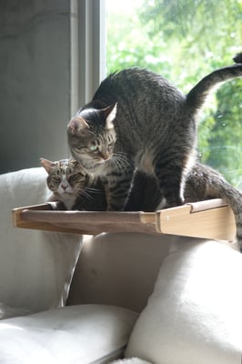 Two tabby cats share a small wooden perch by a window; one stands alert while the other lies below, looking displeased