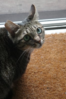 A tabby cat with blue eyes perching on a floor mat by a window, looking forward.