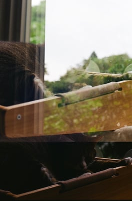 a cat sitting on a window sill