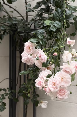 a close up of roses climbing up a wall on the street