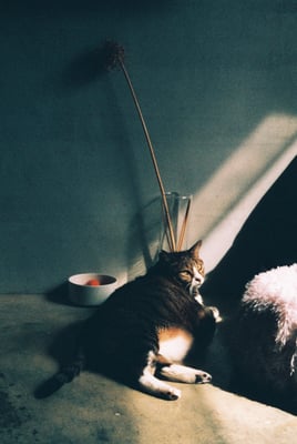 a tabby cat sitting on the floor with sunlight on her face and a white plastic bowl with an orange ball inside