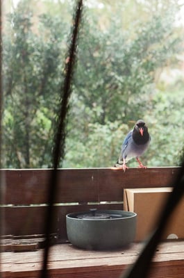 a formosan blue magpie perched on a fence looking menacing 