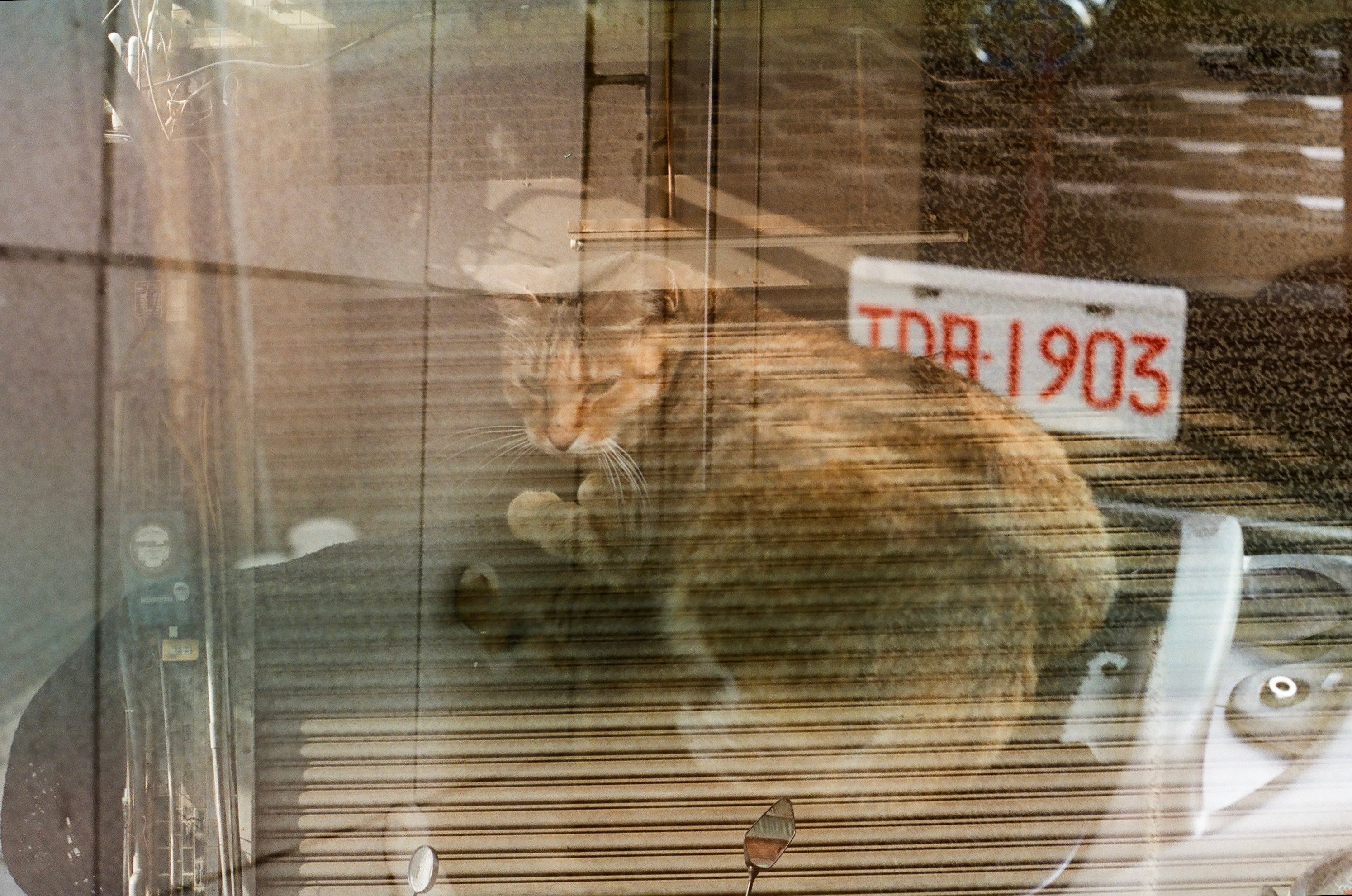 a cat sitting on a scooter from a window reflection