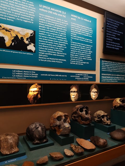 Florentine Museum and Institute of Prehistory — Museum in Santa Croce · Florence