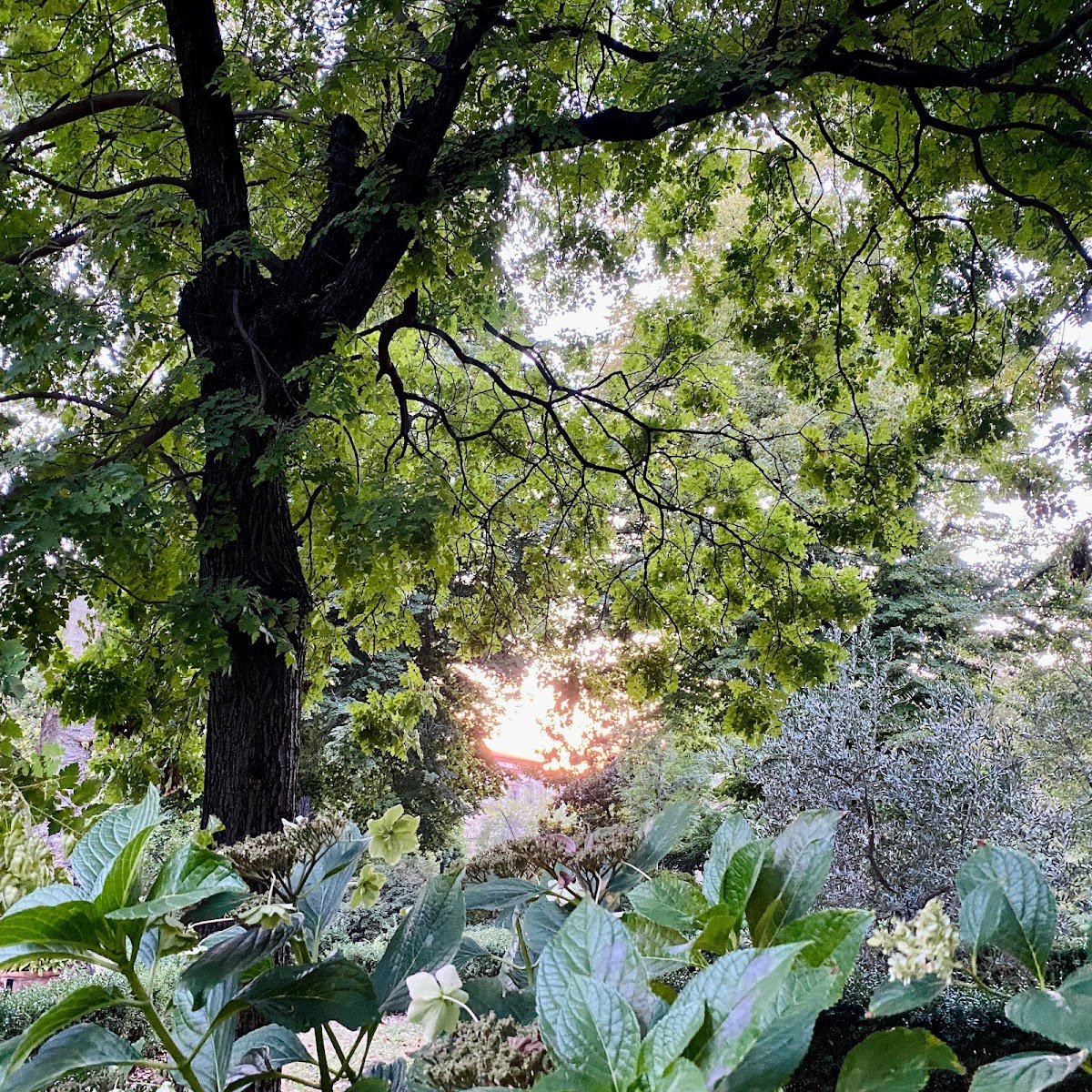Orto Botanico Giardino dei Semplici - Università di Firenze — Botanical garden in San Marco, Florence